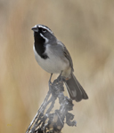 Black throated Sparrow 5006